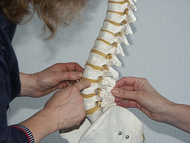 Arbeit am Wirbels�ulenmodell